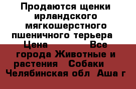 Продаются щенки ирландского мягкошерстного пшеничного терьера › Цена ­ 30 000 - Все города Животные и растения » Собаки   . Челябинская обл.,Аша г.